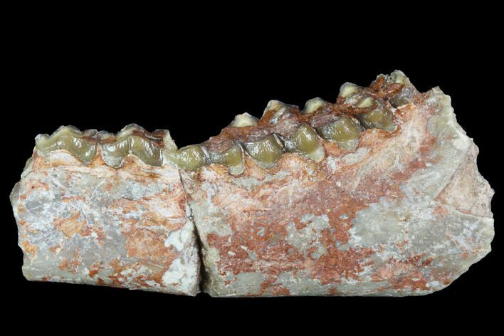 Oligocene Ruminant (Leptomeryx) Jaw Section - South Dakota #100421